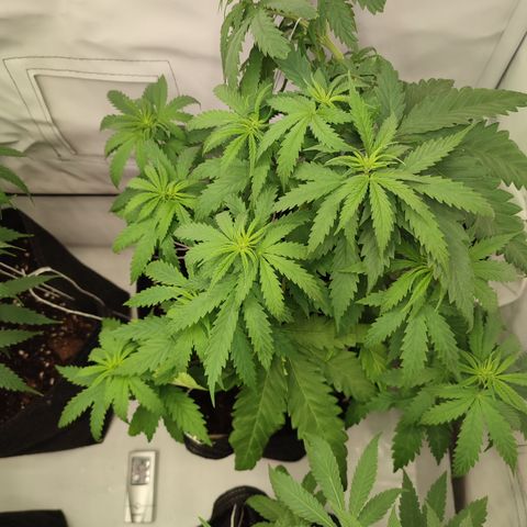 Tropicanna Banana, Ice cream cake, Biscotti Minz, Runtz Layer cake  growlog timeline photo