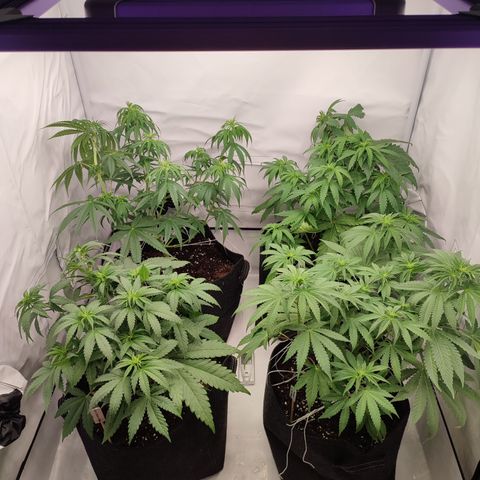Tropicanna Banana, Ice cream cake, Biscotti Minz, Runtz Layer cake  growlog timeline photo