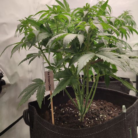 Tropicanna Banana, Ice cream cake, Biscotti Minz, Runtz Layer cake  growlog timeline photo