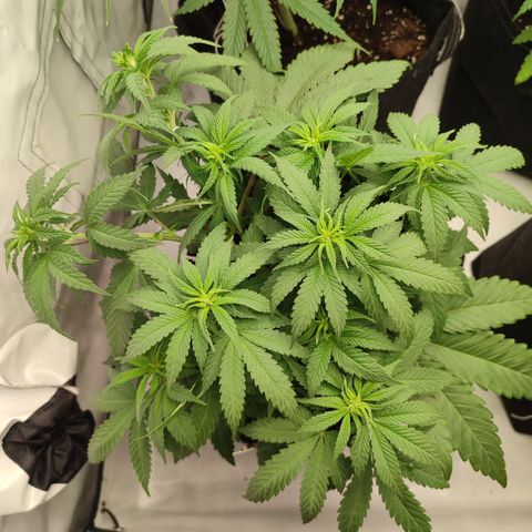 Tropicanna Banana, Ice cream cake, Biscotti Minz, Runtz Layer cake  growlog timeline photo