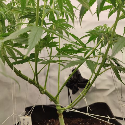 Tropicanna Banana, Ice cream cake, Biscotti Minz, Runtz Layer cake  growlog timeline photo