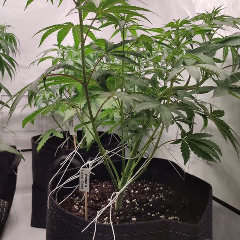 Tropicanna Banana, Ice cream cake, Biscotti Minz, Runtz Layer cake  growlog timeline photo