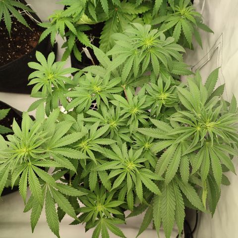 Tropicanna Banana, Ice cream cake, Biscotti Minz, Runtz Layer cake  growlog timeline photo