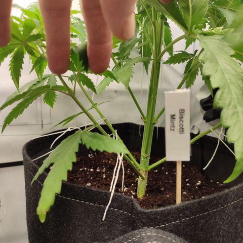 Tropicanna Banana, Ice cream cake, Biscotti Minz, Runtz Layer cake  growlog timeline photo