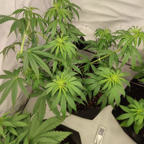 Tropicanna Banana, Ice cream cake, Biscotti Minz, Runtz Layer cake  growlog timeline photo