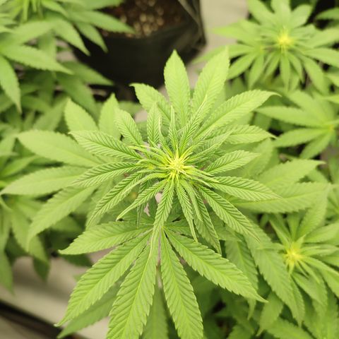 Tropicanna Banana, Ice cream cake, Biscotti Minz, Runtz Layer cake  growlog timeline photo