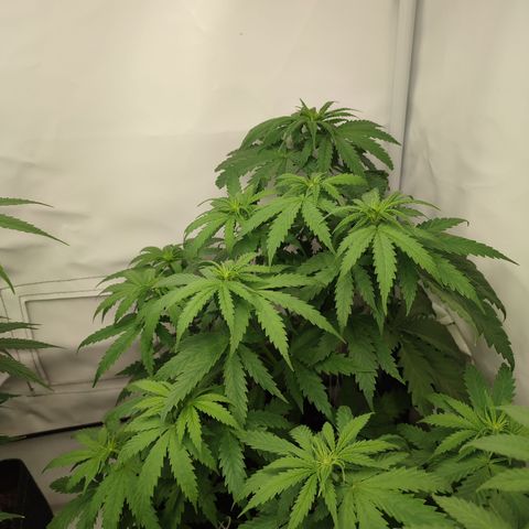 Tropicanna Banana, Ice cream cake, Biscotti Minz, Runtz Layer cake  growlog timeline photo