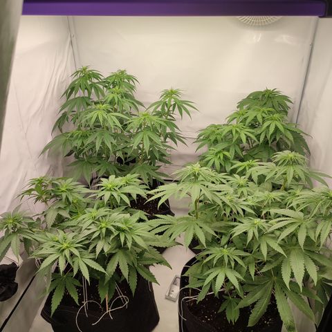 Tropicanna Banana, Ice cream cake, Biscotti Minz, Runtz Layer cake  growlog timeline photo