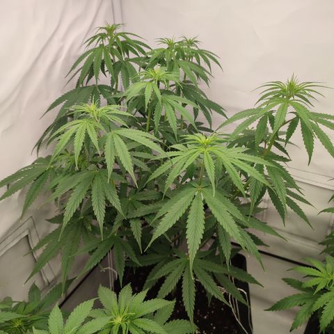Tropicanna Banana, Ice cream cake, Biscotti Minz, Runtz Layer cake  growlog timeline photo