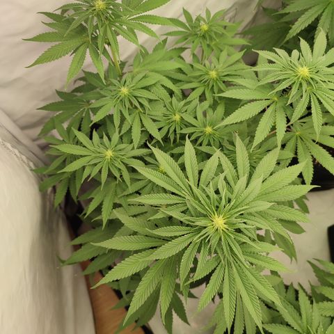 Tropicanna Banana, Ice cream cake, Biscotti Minz, Runtz Layer cake  growlog photo: Runtz Layer cake 