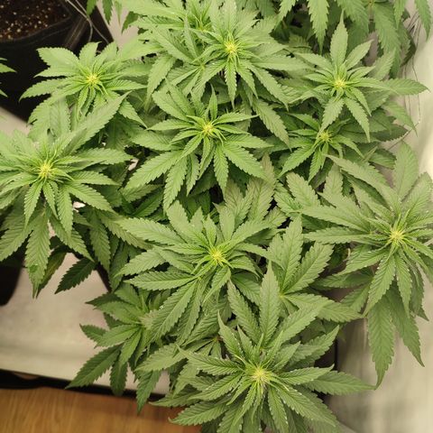 Tropicanna Banana, Ice cream cake, Biscotti Minz, Runtz Layer cake  growlog photo: Ice cream Cake 