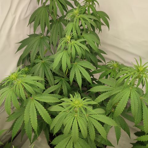 Tropicanna Banana, Ice cream cake, Biscotti Minz, Runtz Layer cake  growlog photo: Tropicanna Banana 