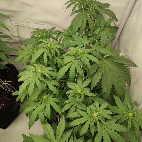 Tropicanna Banana, Ice cream cake, Biscotti Minz, Runtz Layer cake  growlog photo: Biscotti Minz 