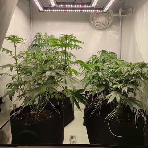 Tropicanna Banana, Ice cream cake, Biscotti Minz, Runtz Layer cake  growlog timeline photo