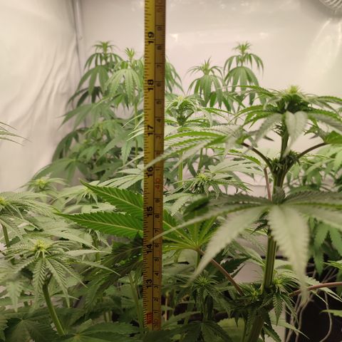Tropicanna Banana, Ice cream cake, Biscotti Minz, Runtz Layer cake  growlog timeline photo