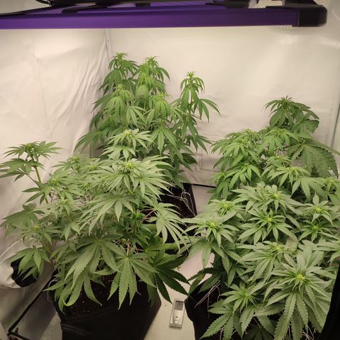Tropicanna Banana, Ice cream cake, Biscotti Minz, Runtz Layer cake  growlog timeline photo