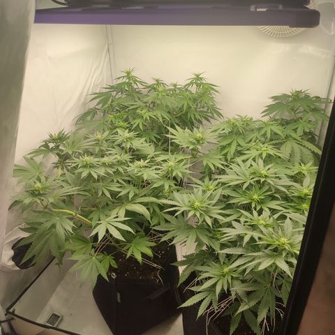 Tropicanna Banana, Ice cream cake, Biscotti Minz, Runtz Layer cake  growlog timeline photo