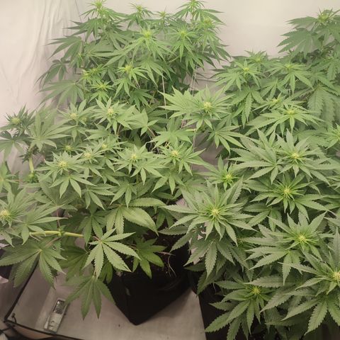 Tropicanna Banana, Ice cream cake, Biscotti Minz, Runtz Layer cake  growlog timeline photo
