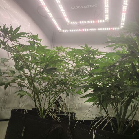 Tropicanna Banana, Ice cream cake, Biscotti Minz, Runtz Layer cake  growlog timeline photo