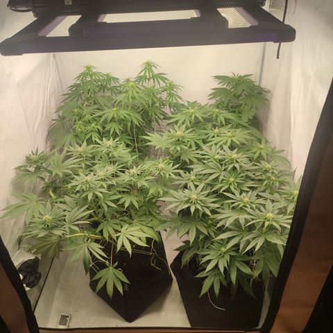 Tropicanna Banana, Ice cream cake, Biscotti Minz, Runtz Layer cake  growlog timeline photo