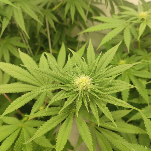 Tropicanna Banana, Ice cream cake, Biscotti Minz, Runtz Layer cake  growlog timeline photo