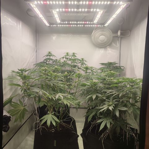 Tropicanna Banana, Ice cream cake, Biscotti Minz, Runtz Layer cake  growlog timeline photo