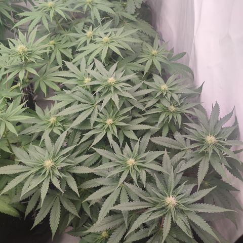 Tropicanna Banana, Ice cream cake, Biscotti Minz, Runtz Layer cake  growlog timeline photo