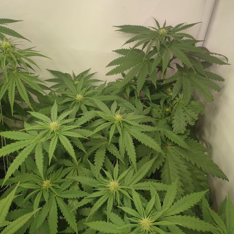 Tropicanna Banana, Ice cream cake, Biscotti Minz, Runtz Layer cake  growlog timeline photo