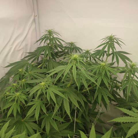 Tropicanna Banana, Ice cream cake, Biscotti Minz, Runtz Layer cake  growlog timeline photo