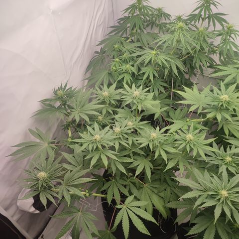 Tropicanna Banana, Ice cream cake, Biscotti Minz, Runtz Layer cake  growlog timeline photo