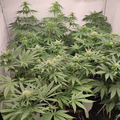 Tropicanna Banana, Ice cream cake, Biscotti Minz, Runtz Layer cake  growlog timeline photo