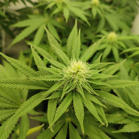 Tropicanna Banana, Ice cream cake, Biscotti Minz, Runtz Layer cake  growlog timeline photo