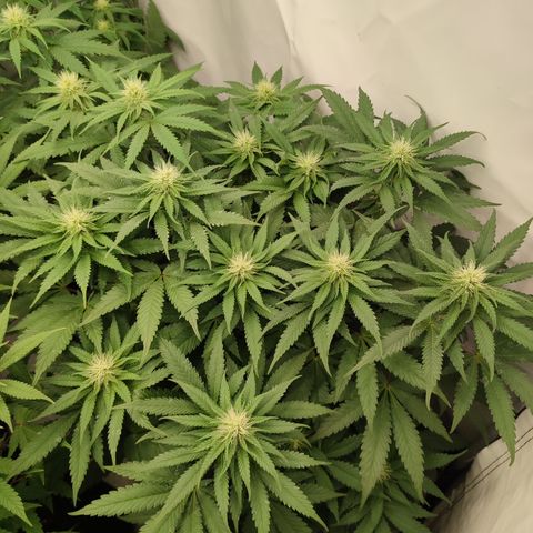 Tropicanna Banana, Ice cream cake, Biscotti Minz, Runtz Layer cake  growlog timeline photo