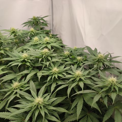 Tropicanna Banana, Ice cream cake, Biscotti Minz, Runtz Layer cake  growlog photo: Ice cream Cake 