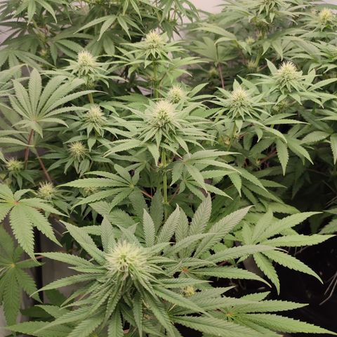 Tropicanna Banana, Ice cream cake, Biscotti Minz, Runtz Layer cake  growlog photo: Runtz Layer cake  
Runtz Layer cake 