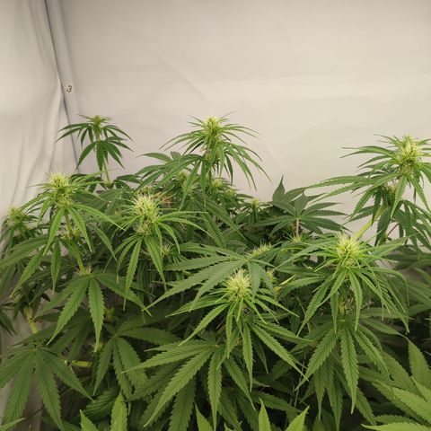 Tropicanna Banana, Ice cream cake, Biscotti Minz, Runtz Layer cake  growlog photo: Tropicanna Banana 