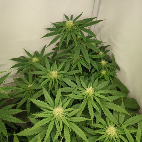 Tropicanna Banana, Ice cream cake, Biscotti Minz, Runtz Layer cake  growlog photo: Biscotti Minz 