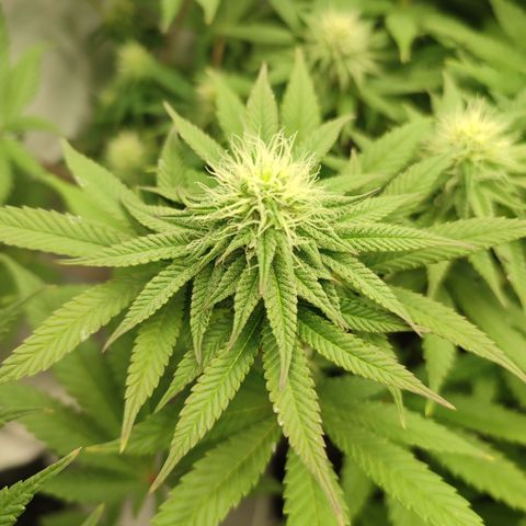 Tropicanna Banana, Ice cream cake, Biscotti Minz, Runtz Layer cake  growlog photo: Runtz Layer cake / Blätter werden langsam Lila 
