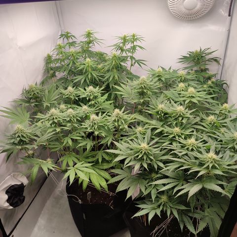 Tropicanna Banana, Ice cream cake, Biscotti Minz, Runtz Layer cake  growlog timeline photo
