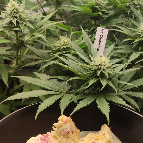 Tropicanna Banana, Ice cream cake, Biscotti Minz, Runtz Layer cake  growlog timeline photo