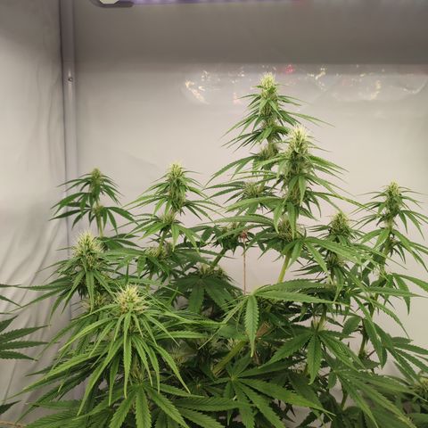 Tropicanna Banana, Ice cream cake, Biscotti Minz, Runtz Layer cake  growlog timeline photo