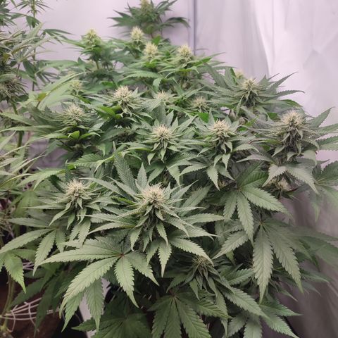 Tropicanna Banana, Ice cream cake, Biscotti Minz, Runtz Layer cake  growlog timeline photo