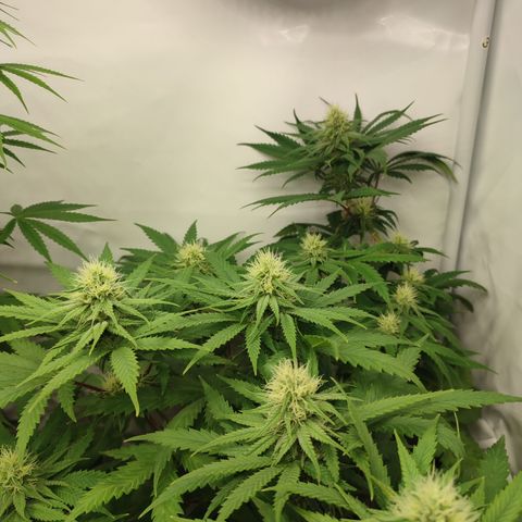 Tropicanna Banana, Ice cream cake, Biscotti Minz, Runtz Layer cake  growlog timeline photo