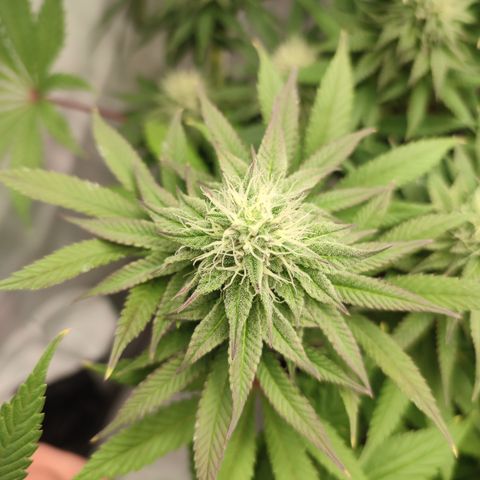 Tropicanna Banana, Ice cream cake, Biscotti Minz, Runtz Layer cake  growlog timeline photo