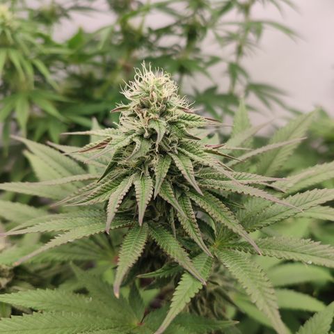 Tropicanna Banana, Ice cream cake, Biscotti Minz, Runtz Layer cake  growlog timeline photo
