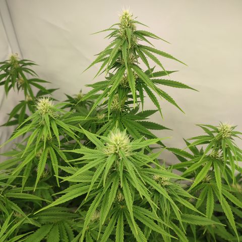 Tropicanna Banana, Ice cream cake, Biscotti Minz, Runtz Layer cake  growlog timeline photo