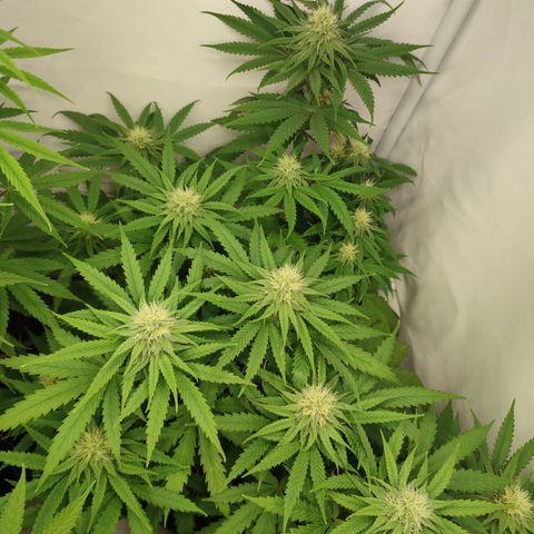 Tropicanna Banana, Ice cream cake, Biscotti Minz, Runtz Layer cake  growlog timeline photo