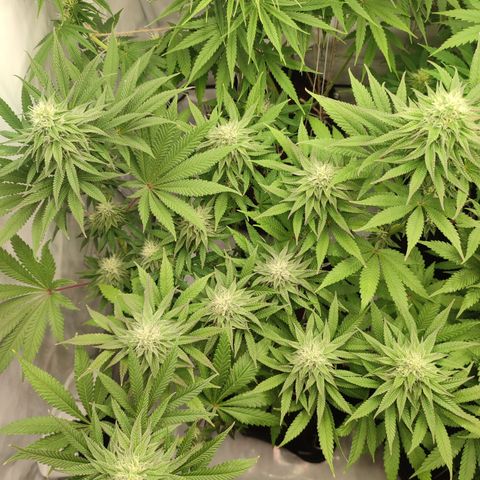 Tropicanna Banana, Ice cream cake, Biscotti Minz, Runtz Layer cake  growlog timeline photo
