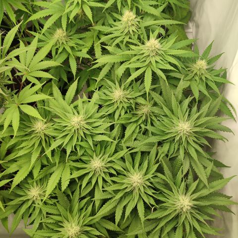Tropicanna Banana, Ice cream cake, Biscotti Minz, Runtz Layer cake  growlog timeline photo