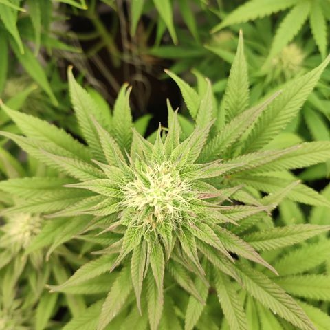 Tropicanna Banana, Ice cream cake, Biscotti Minz, Runtz Layer cake  growlog timeline photo